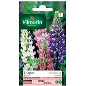 Lupin nain